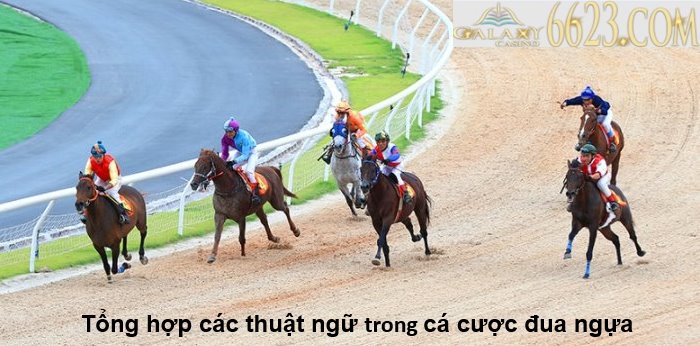 Tổng hợp các thuật ngữ chuyên môn của dân cá cược đua ngựa tuyến?