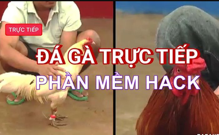 Phần mềm hack đá gà – Thực hư sự tồn tại của phần mềm hack đá gà trực tuyến